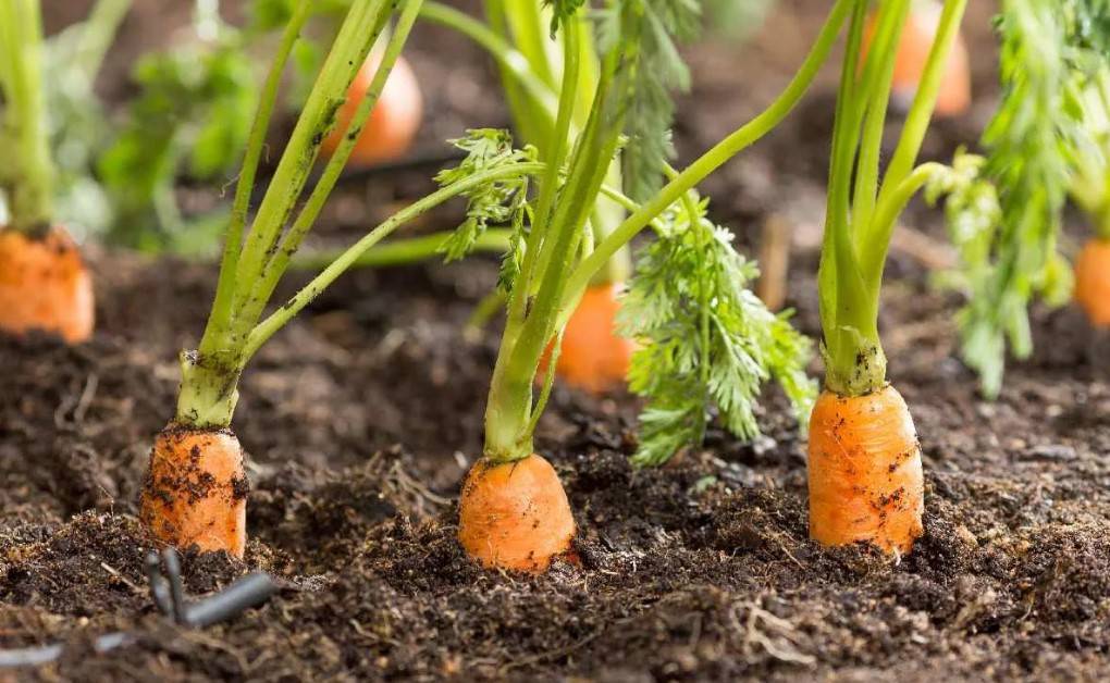 Уход за морковью в открытом грунте: выращивание, как ухаживать, что делать если плохо растет
