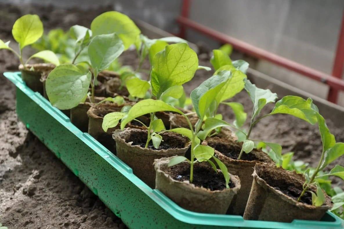 Баклажаны: выращивание и уход в открытом грунте, как правильно сажать — как сажать баклажаны в открытый грунт рассадой — про огород