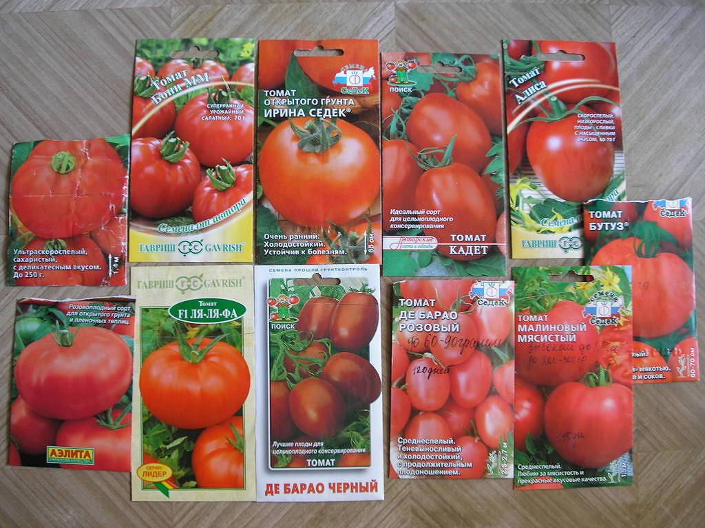 Помидоры голландской селекции для открытого грунта / плоды томатов, растущие в огороде