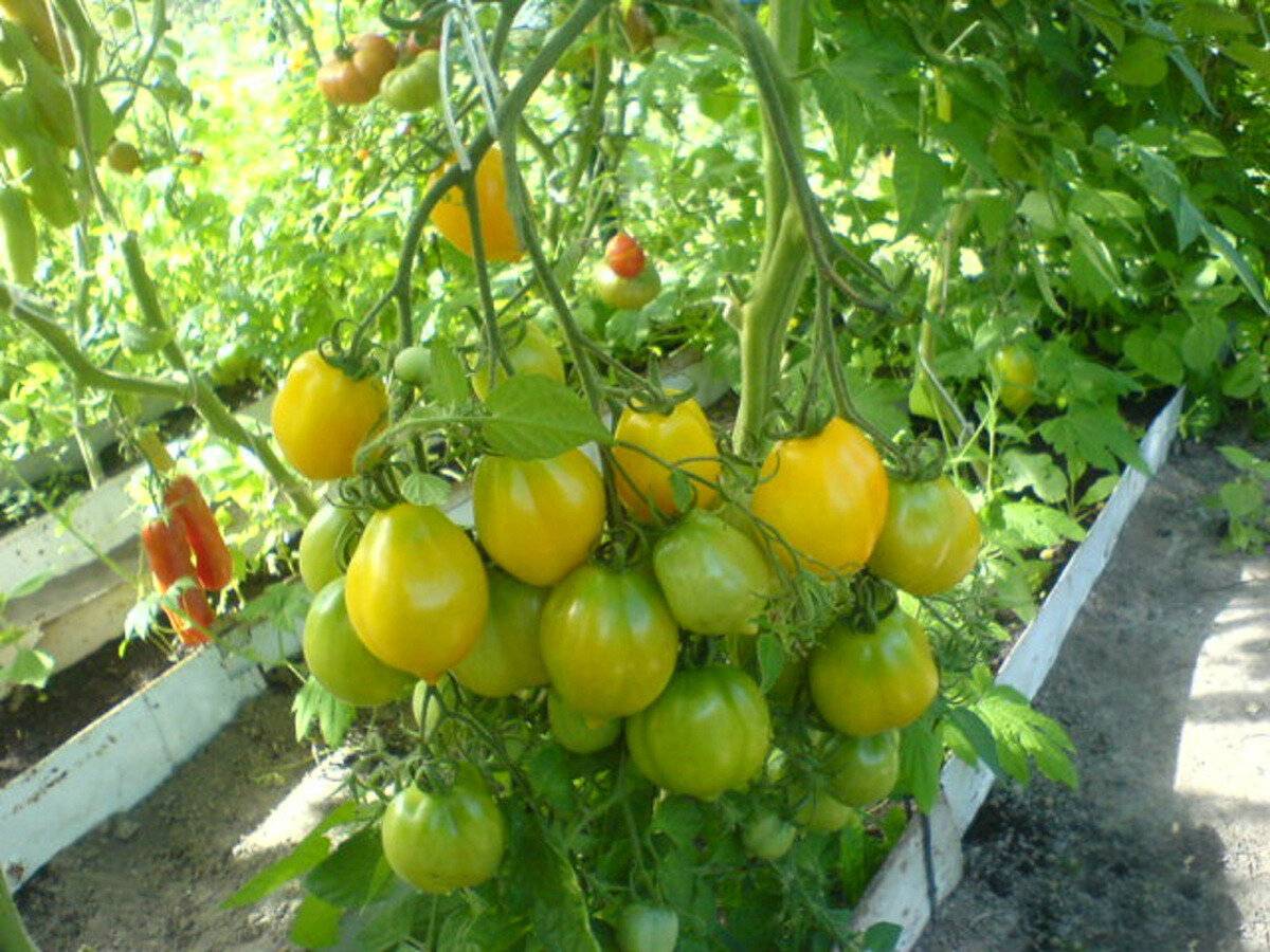 Томат чудо света (лимон лиана): характеристика и описание сорта, отзывы об урожайности помидоров, фото куста в высоту и семян