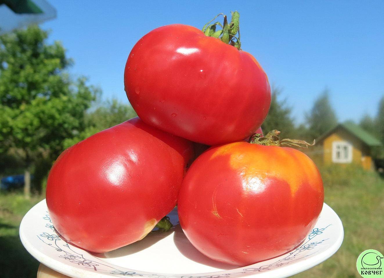 Характеристика и описание сорта томата дикая роза, выращивание