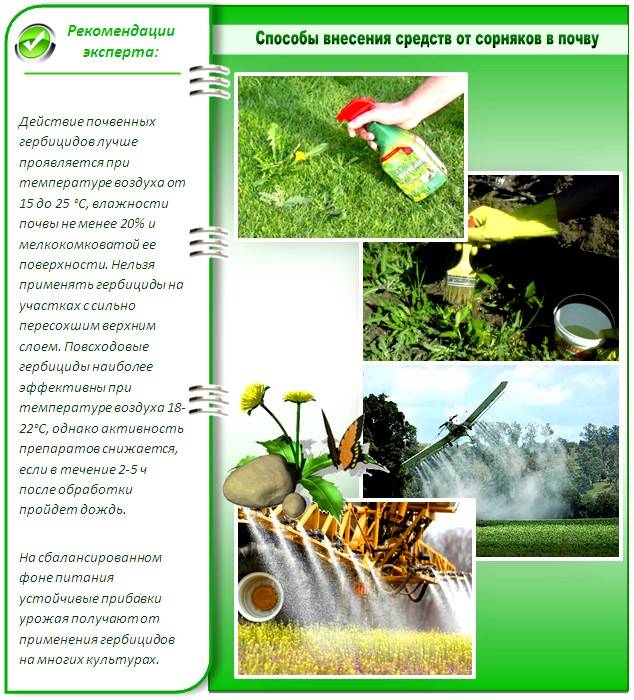 Польза соды в огороде: эффективные и действенные способы применения