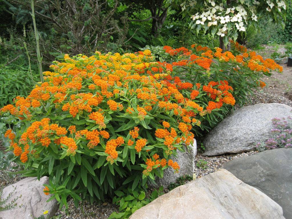 Многолетние цветы для урала, цветущие всё лето: выбор неприхотливых растений для садов с холодным климатом