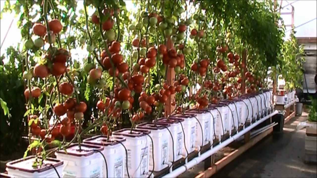 Выращивание томатов по голландской технологии: пошаговая инструкция и отзывы с видео