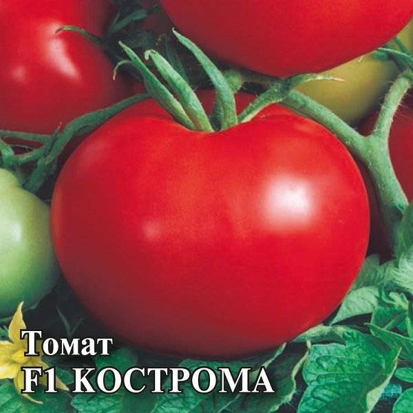 Сорт томата «кострома»: описание, характеристика, посев на рассаду, подкормка, урожайность, фото, видео и самые распространенные болезни томатов