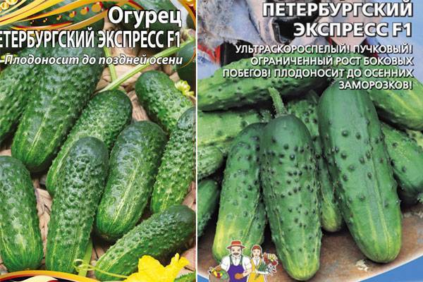 Огурец петербургский экспресс f1: описание, достоинства, технология выращивания, посев семян, правила ухода, отзывы