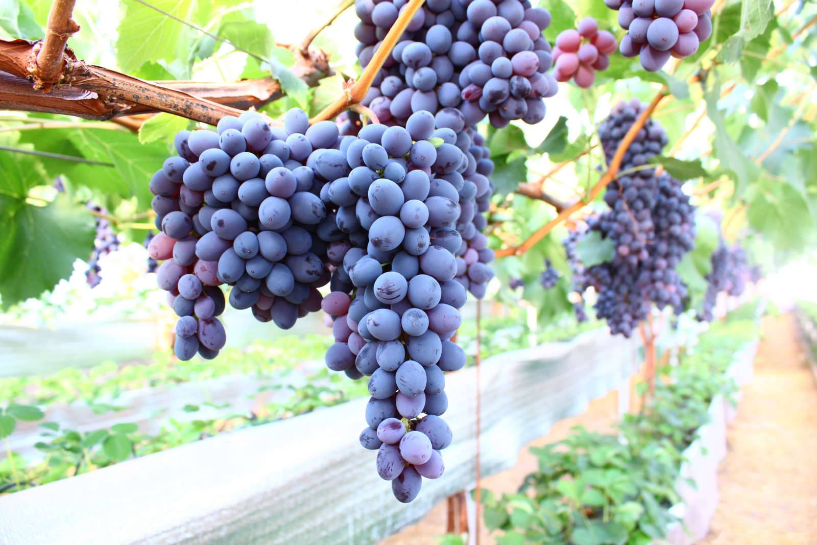 Карменер сорт винограда- описание, особенности посадки и выращивания