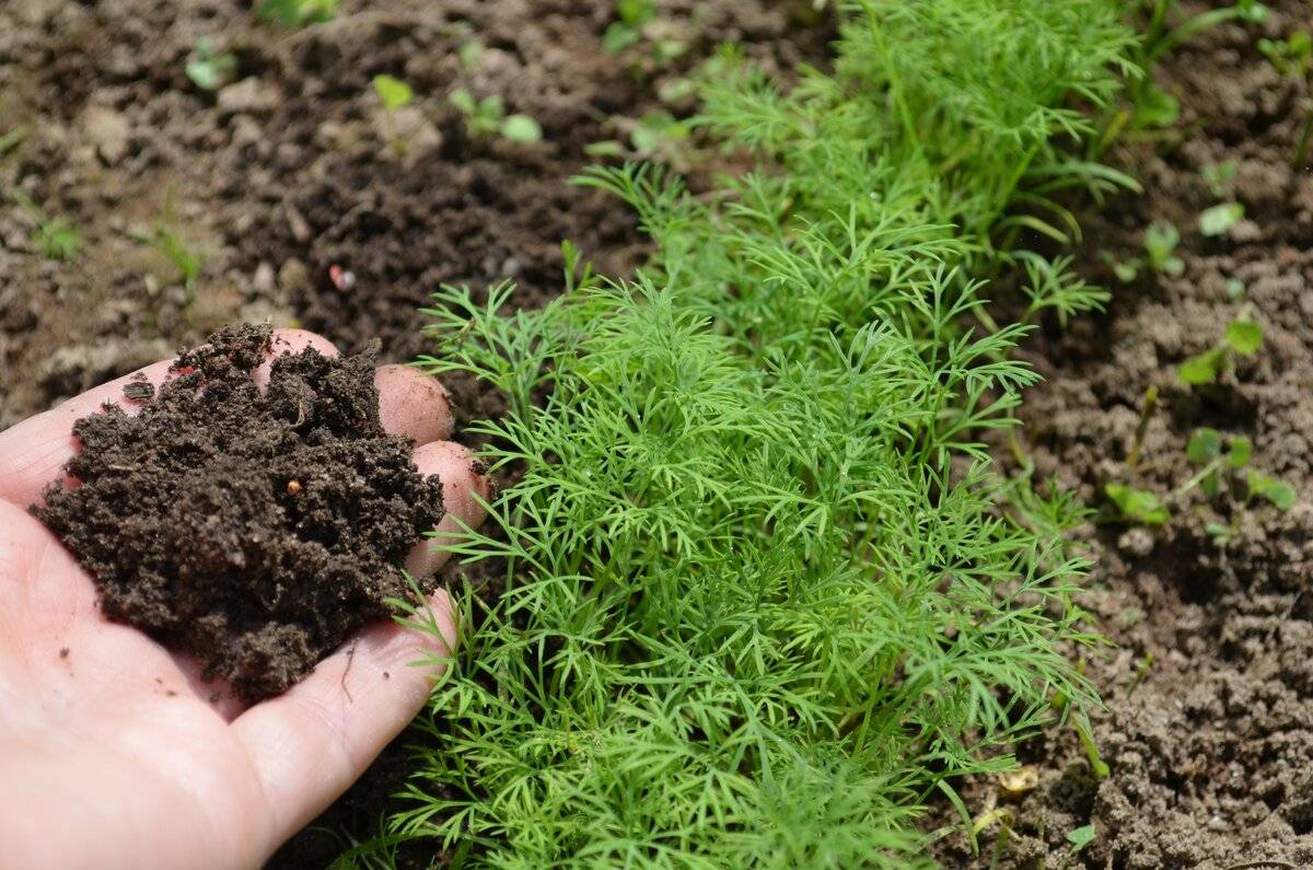 Когда и как сеять петрушку в открытый грунт весной: правила посадки и выращивания