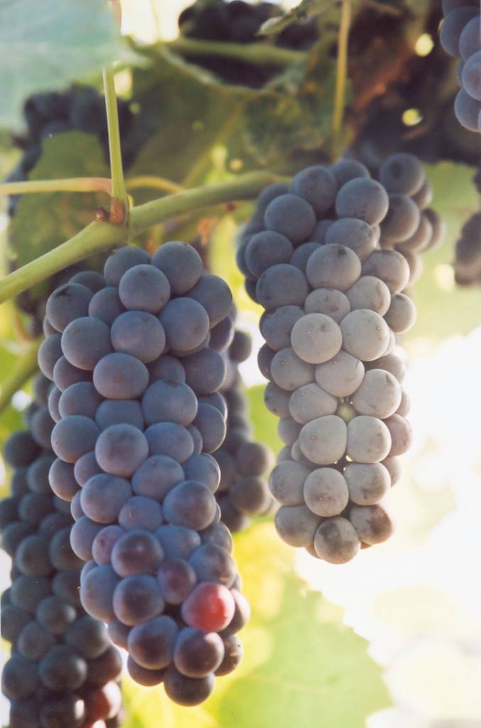 Виноград вэлиант: описание и характеристики сорта, выращивание и хранение с фото