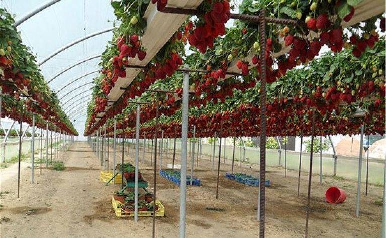 Особенности выращивания голландских сортов томатов