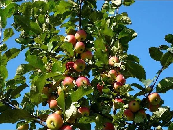 Яблоня вишневое: фото и описание сорта, отзывы