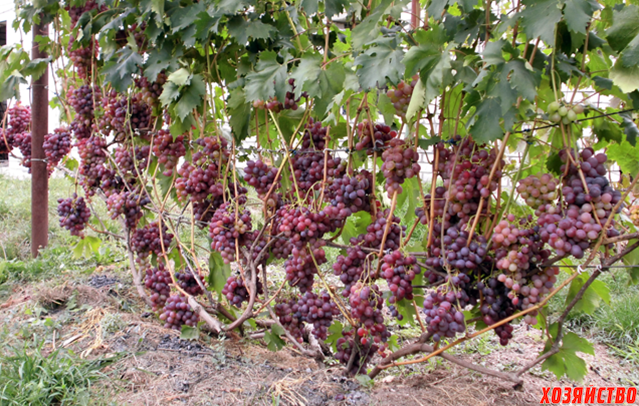 Виноград низина: описание, фото и отзывы