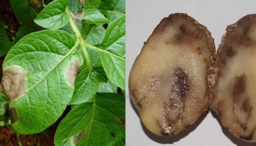 Вирусные болезни картофеля и борьба с ними