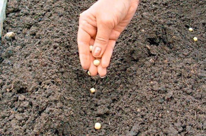 Как сажать горох в открытый грунт семенами и как за ним ухаживать