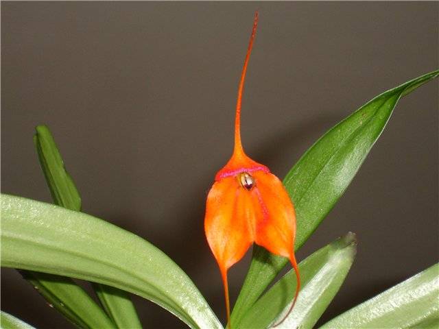Лудизия – разновидности сортов с фото, уход и пересадка, способы размножения орхидеи в домашних условиях