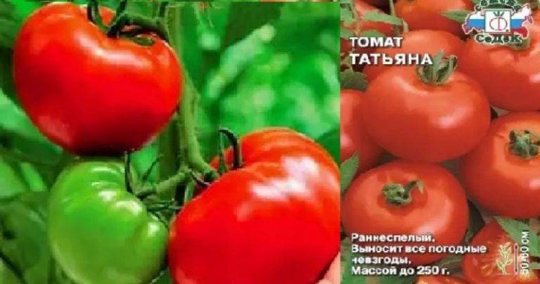 Томат татьяна: характеристика и описание сорта, отзывы и урожайность