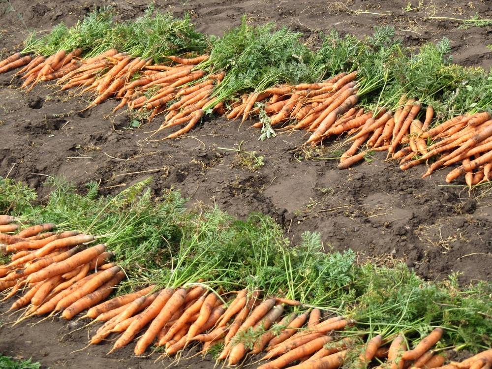 Когда убирать морковь с грядки на хранение в 2022 году по лунному календарю: самые благоприятные дни чтоб выкапывать морковь в подмосковье и московской области, на урале и в сибири, ленинградской области