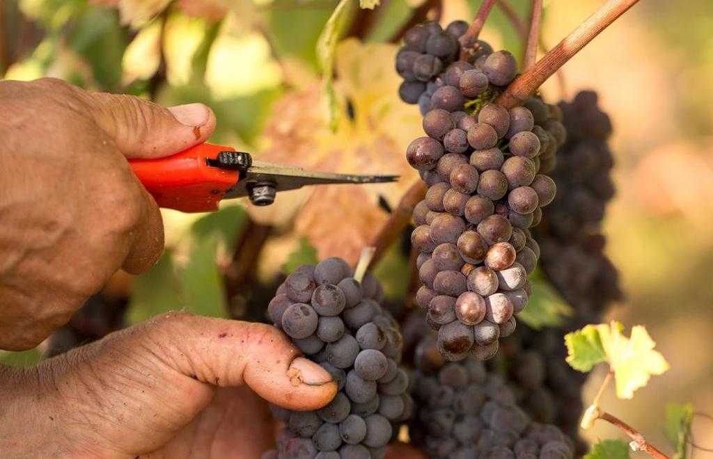 Виноград валек: описание сорта, фото, отзывы | qlumba.com