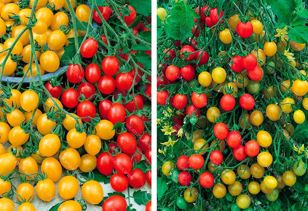 Томат черри клубничный f1: характеристика и описание сорта, урожайность с фото