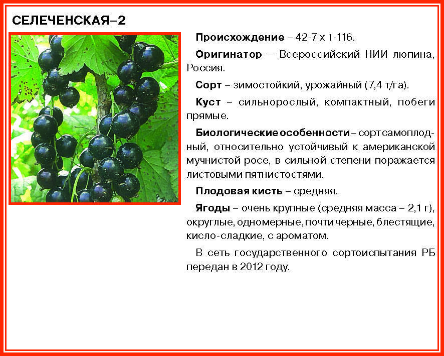 Смородина белорусская сладкая описание сорта фото отзывы