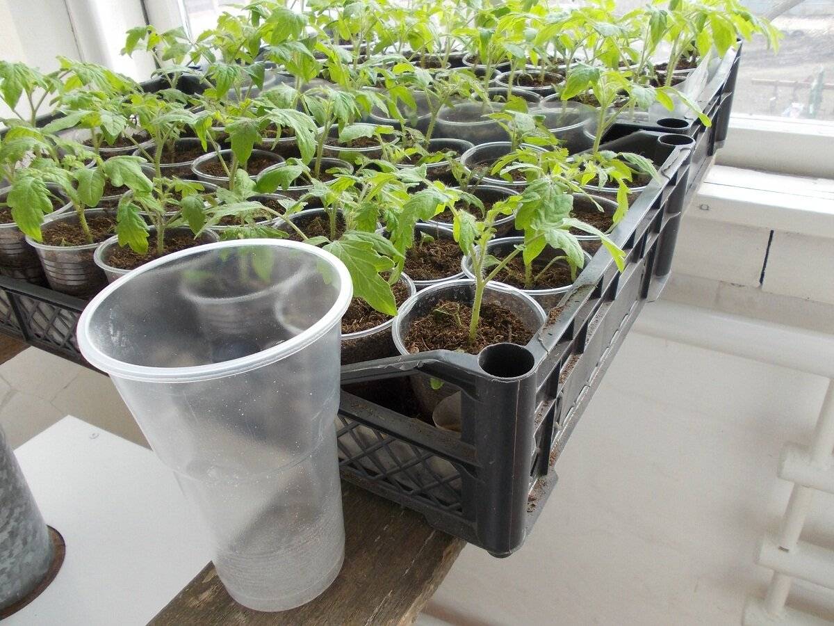 Как вырастить рассаду томатов без пикировки: советы, особенности и правила