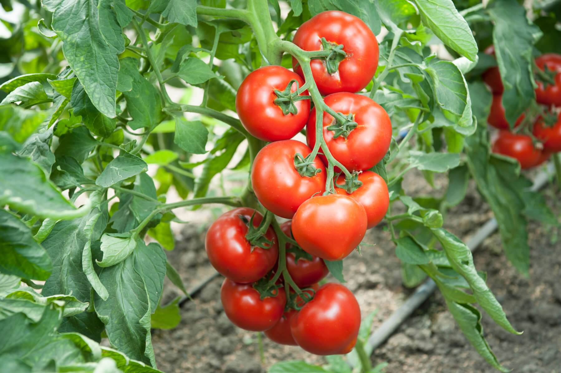 Топ-12 лучших сортов ампельных томатов | +отзывы