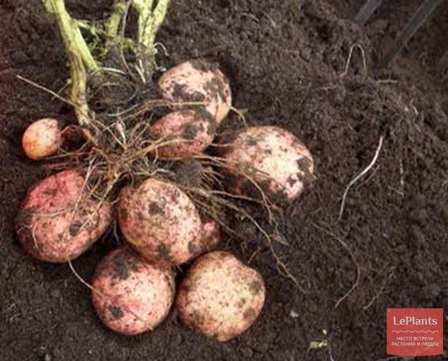 Сорт картофеля луговской: описание, урожайность, выращивание