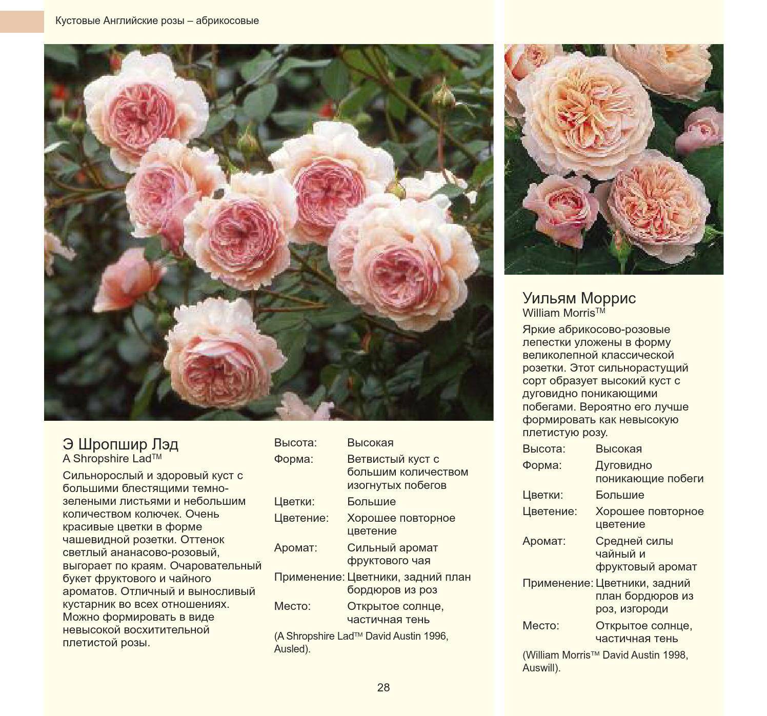 Виды и сорта роз: фото, названия и описания (каталог)