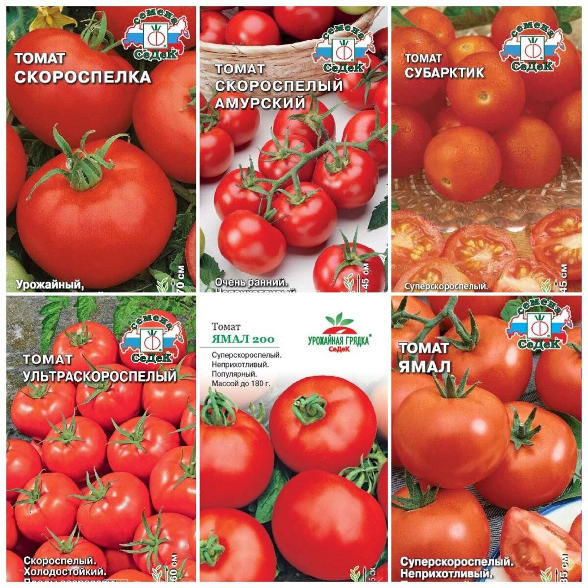 Сорта томатов для открытого грунта с описанием и фото