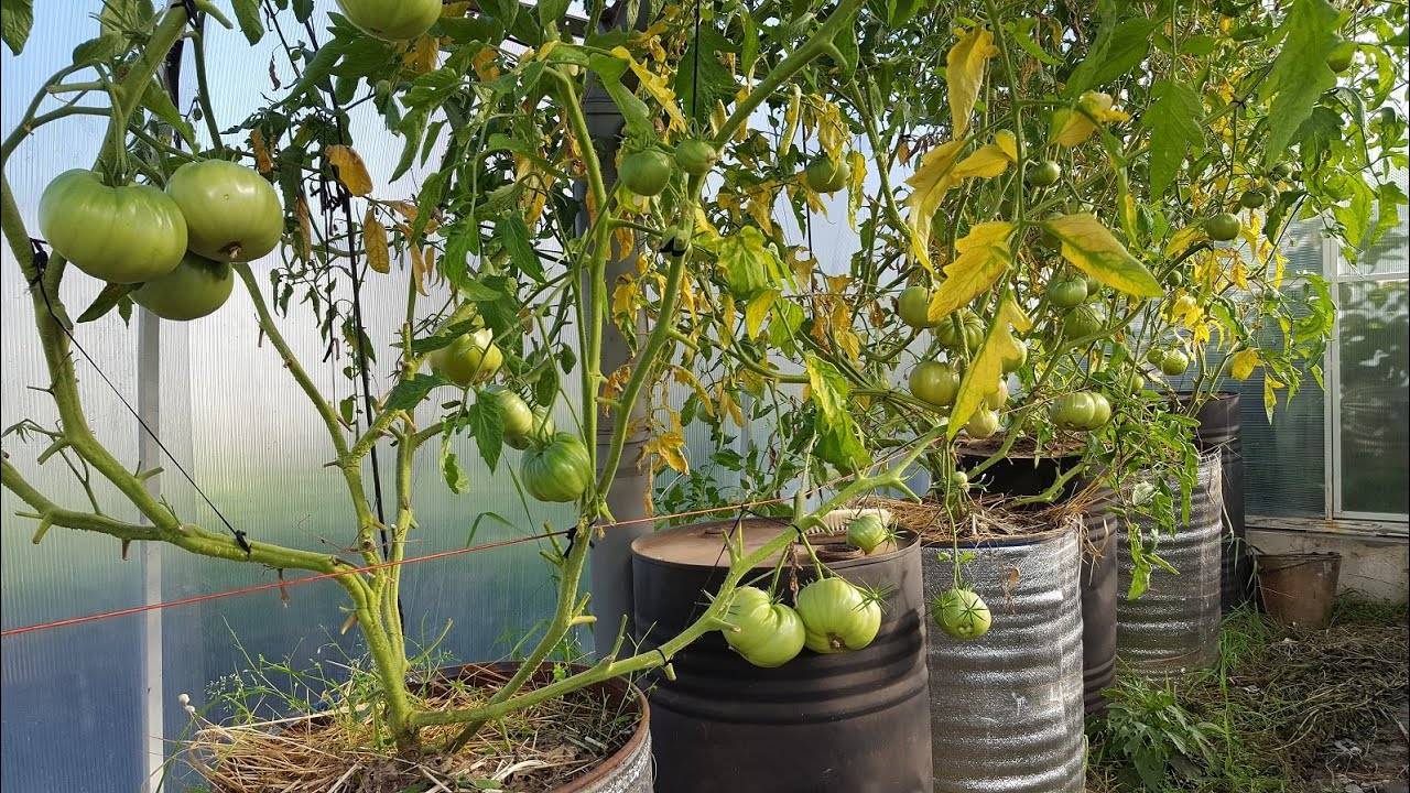 Как вырастить в ведрах помидор