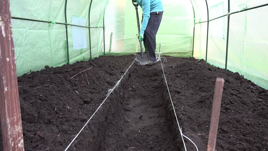 Грунт для огурцов в теплице: требования к почве и инструкция по её подготовке, дальнейший уход