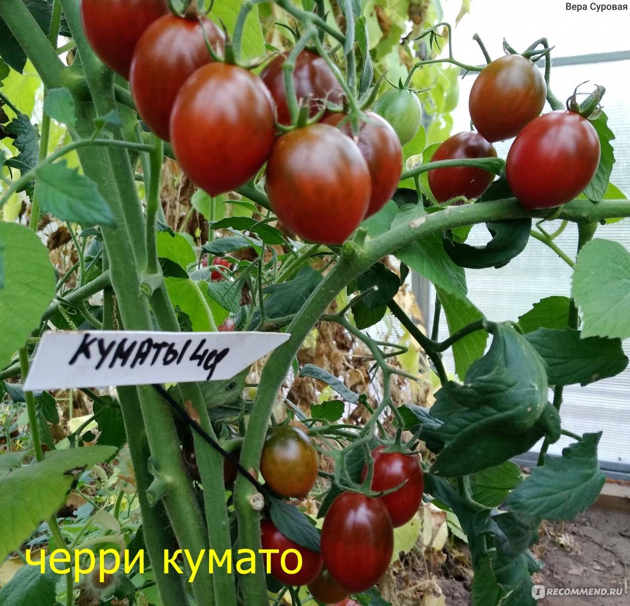 Кумато помидоры: особенности и характеристика сорта томатов, виды (черный), посадка и уход