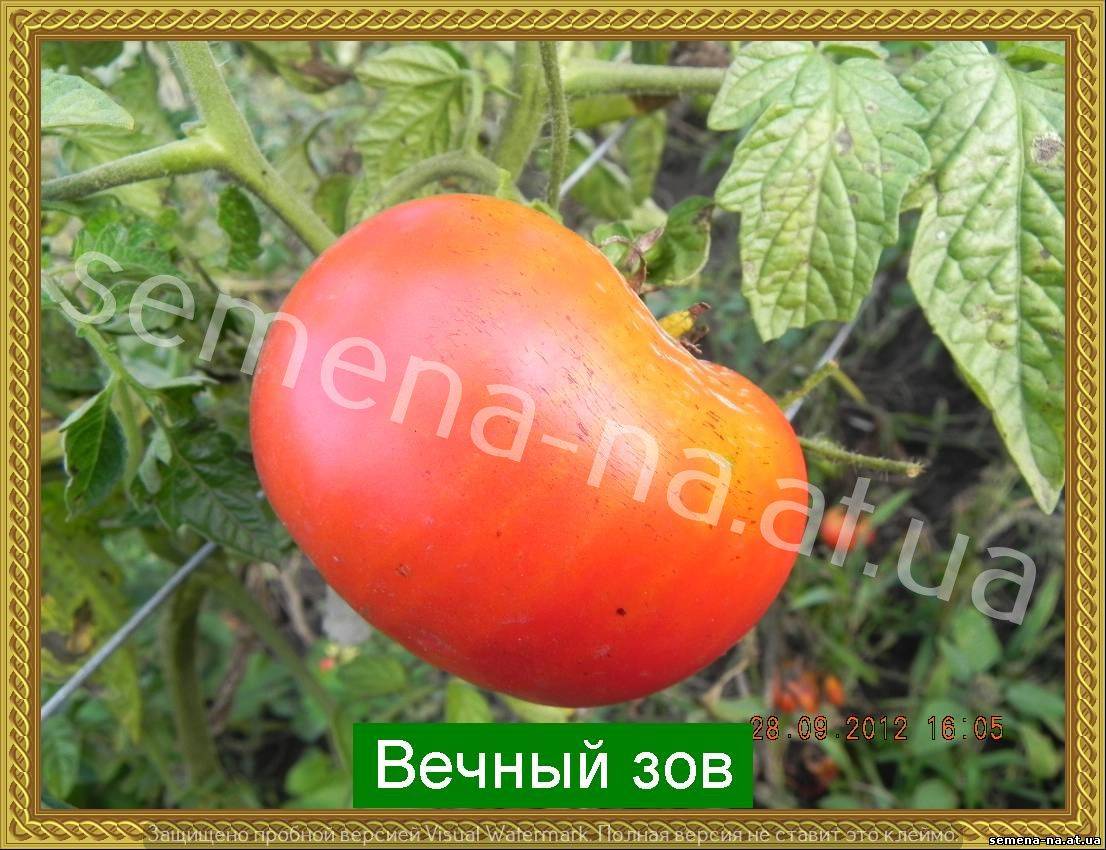 Томат "вечный зов": характеристика и описание сорта помидор с фото, отзывы об урожайности