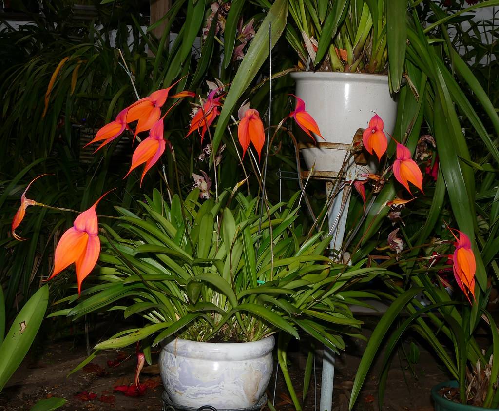 Лудизия – сорта с фото, уход за орхидеей в домашних условиях