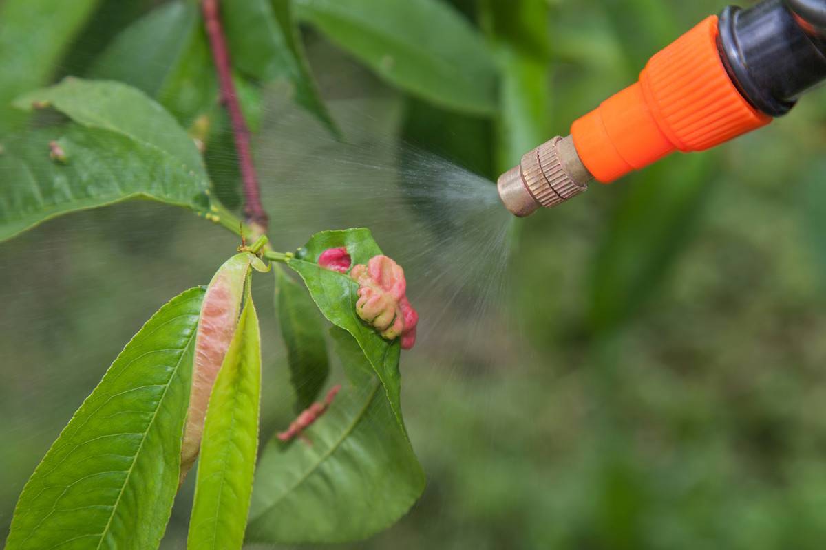 Весенний уход за персиковым деревом,  борьба с вредителями и болезнями