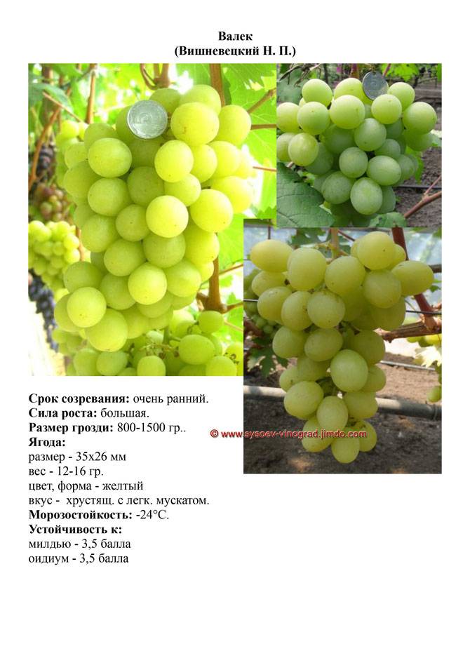 ᐉ валёк - сорт винограда - roza-zanoza.ru