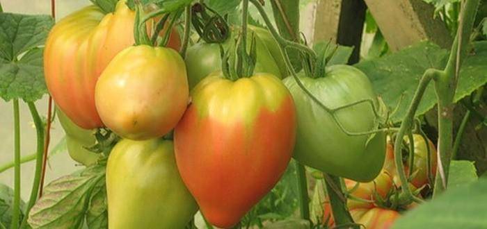 Описание сорта томата граф орлов, его выращивания и урожайность