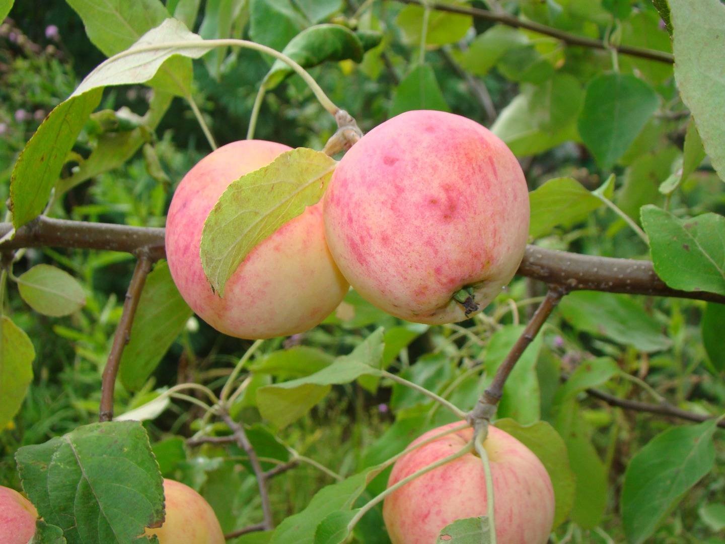 Яблоня летнее полосатое высота дерева