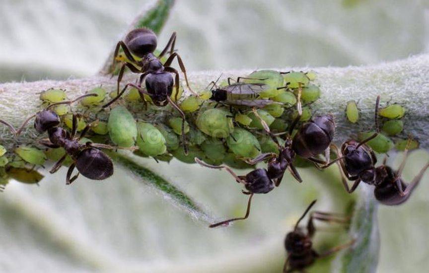 Черные муравьи на яблоне: как бороться с их нашествием
