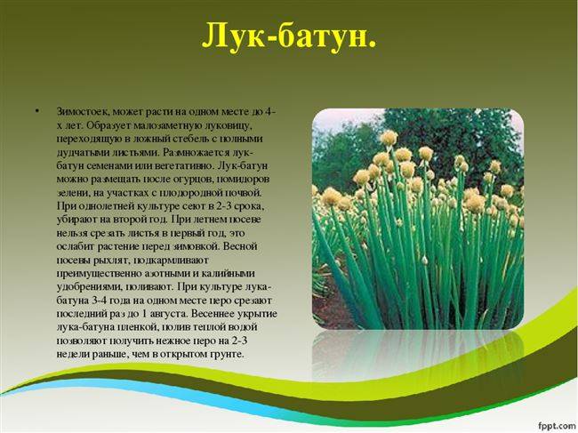 Лук семейный: описание, выращивание, как называется (лучшие сорта с фото), как правильно посадить весной на репку, уход