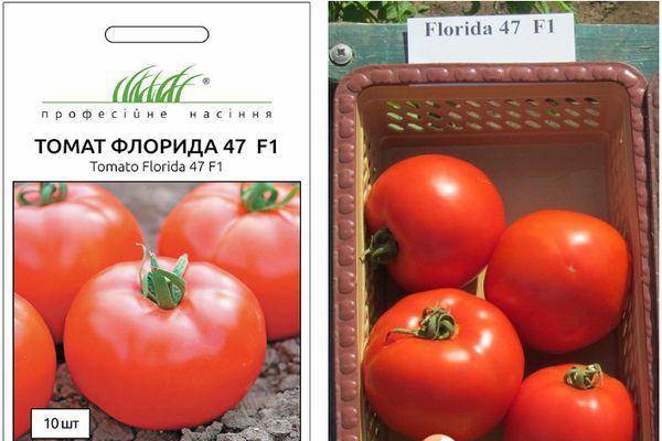 Преимущества гибридного томата Белфорт и рекомендации по выращиванию сорта