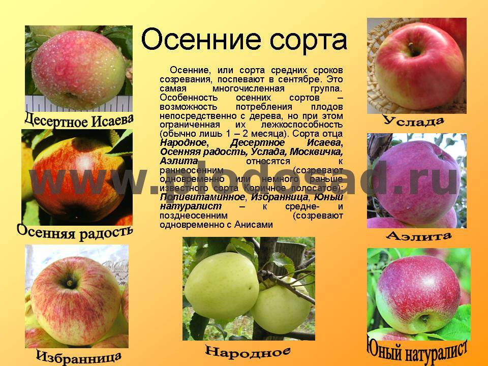 Описание, характеристики и подвиды яблони сорта услада, тонкости выращивания