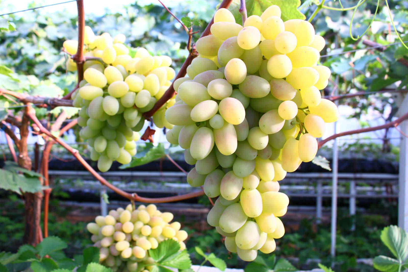 Виноград богатяновский - сладкая ягода с высокой урожайностью.