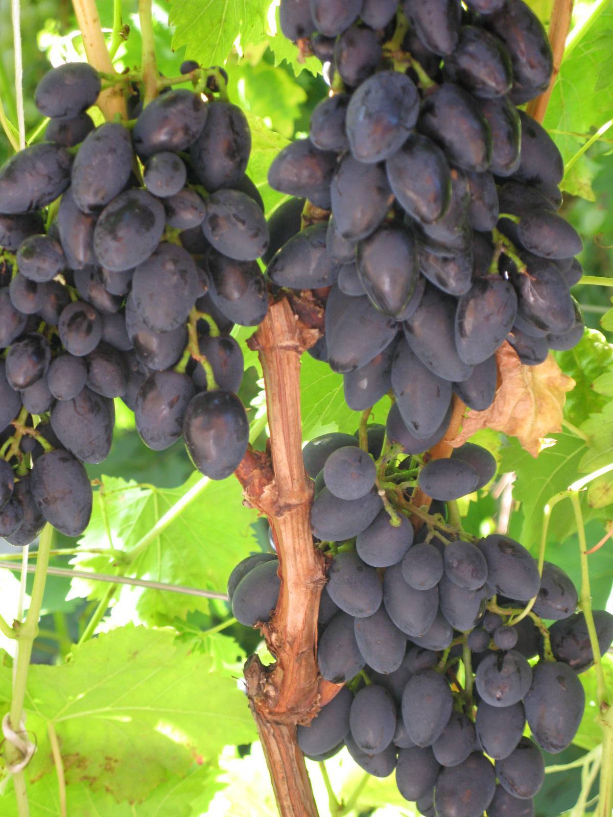 Виноград «надежда азос»: описание сорта, фото, отзывы