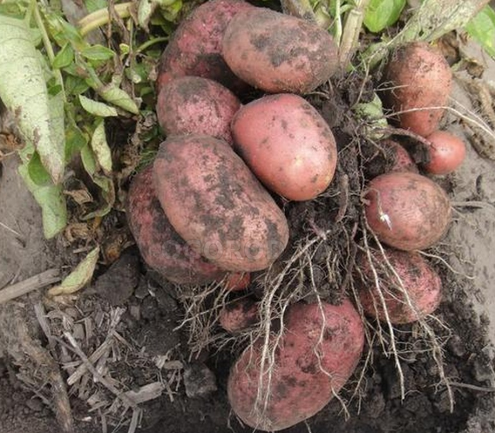 Сорт картофеля «метеор» – описание и фото