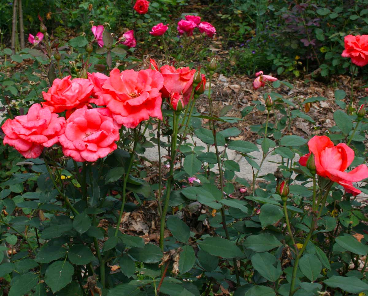 Розы грандифлора сорта фото описание