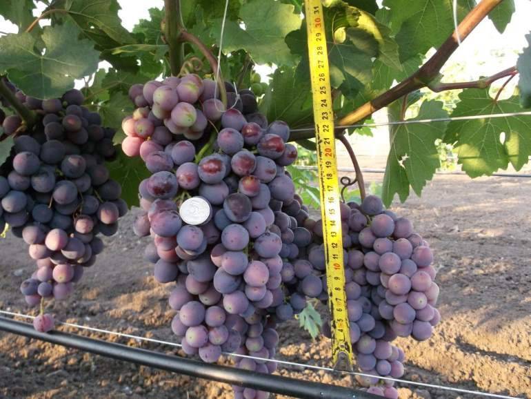 Характеристика сорта винограда «заря несветая»: описание, фото и отзывы о нём