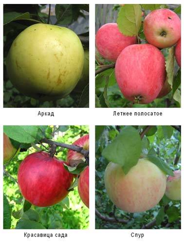 Яблоня сахарный аркад описание сорта фото