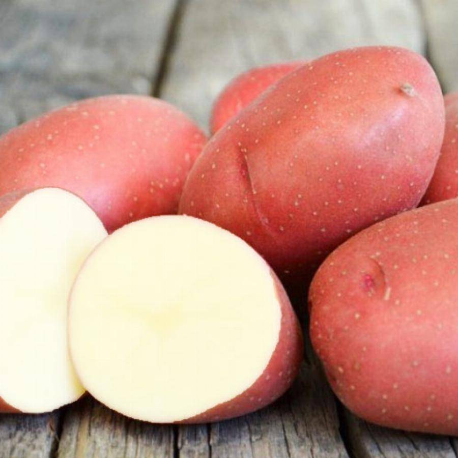 Сорт картофеля «любава» – описание и фото