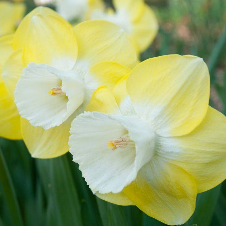 Нарциссы – посадка и уход в саду. фото цветков | растим растения!